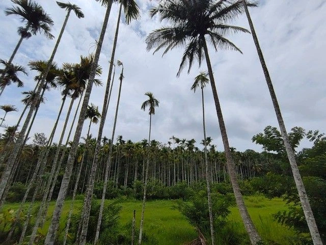 Q6R5+26 Pulpally, Kerala, India