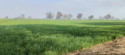 MJ8R+F48, Gopal Nagar, Rajasthan, India preview 3