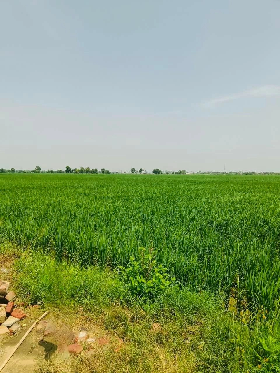 Jattari, Aligarh, Uttar Pradesh 202137, India