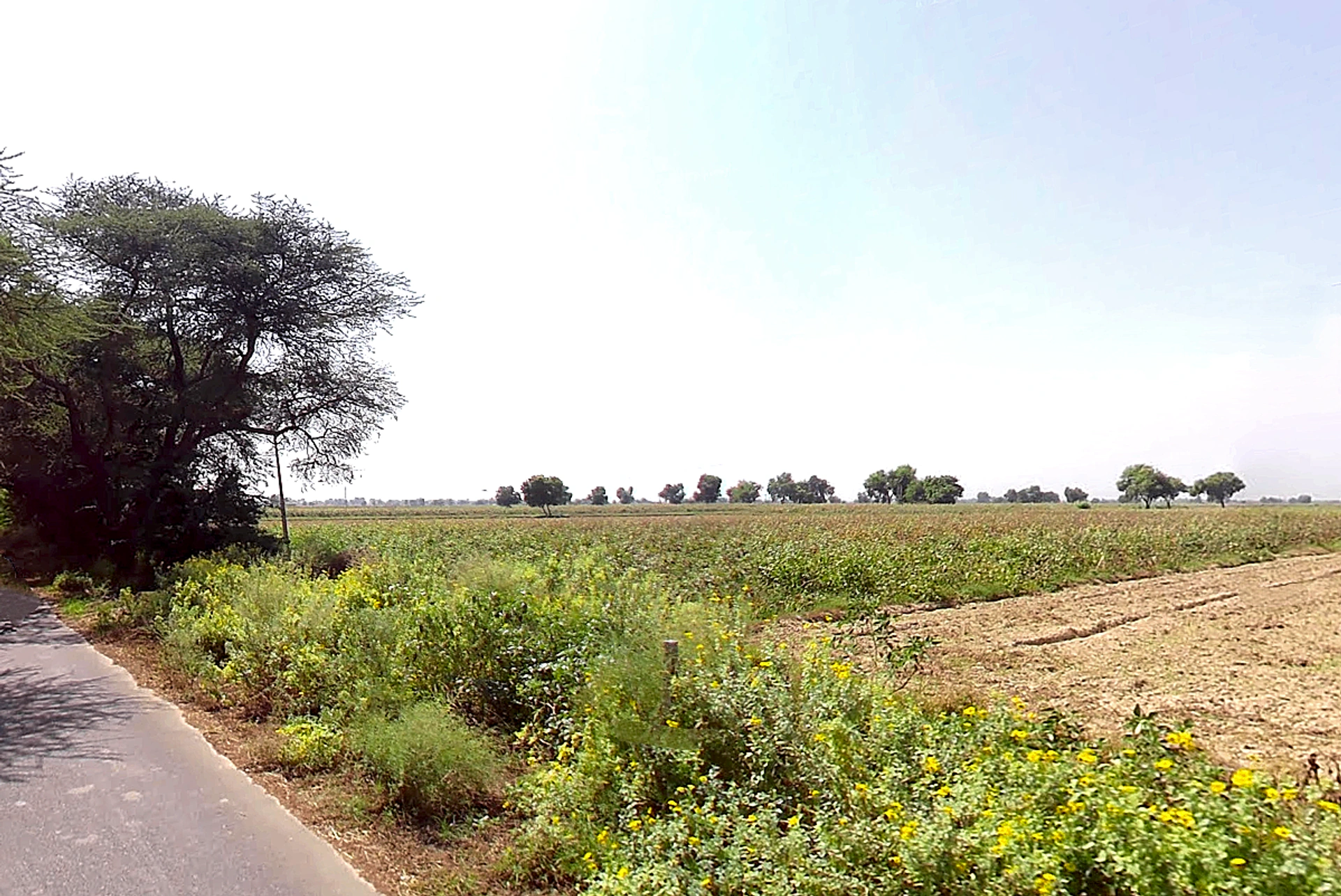 Naiwala, Haryana 125075, India