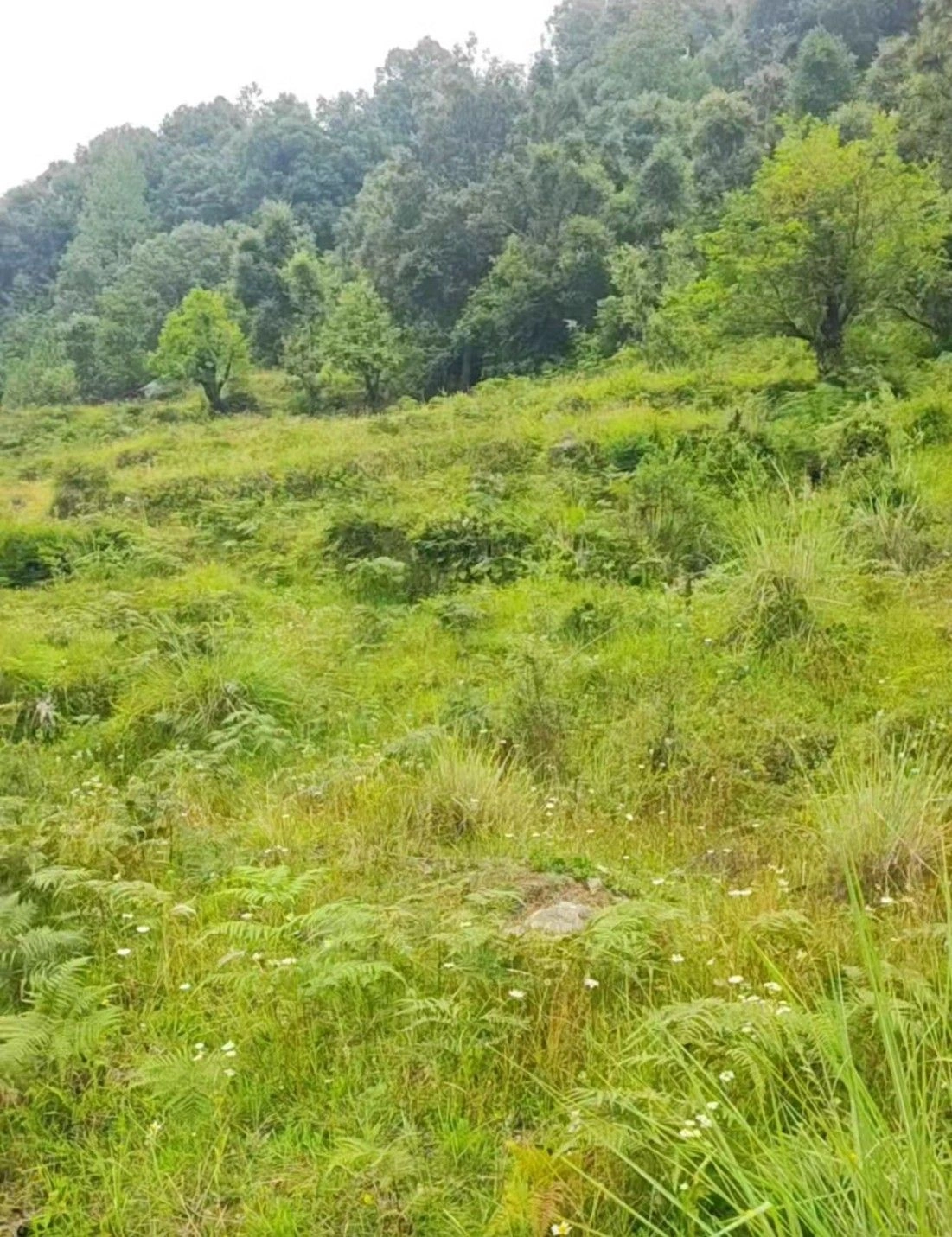 FQ65+WP North Gola Range, Uttarakhand, India