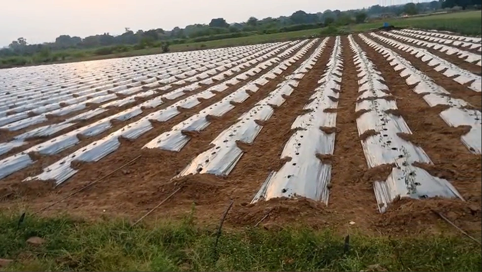 5F2J+3P Semara, Uttar Pradesh, India