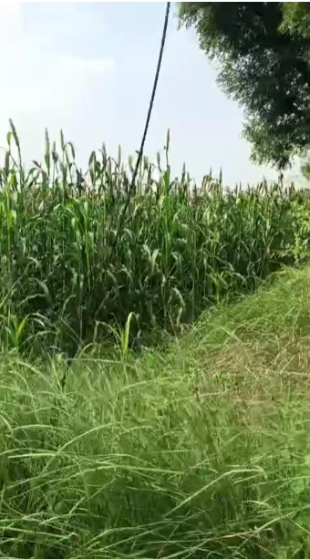 Mant, Mathura, Uttar Pradesh 281202, India