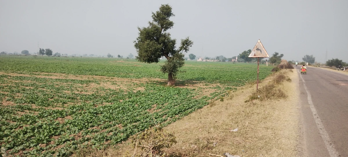 Didawali, Rajasthan 321203, India