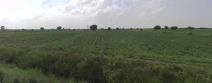 C478+VFG, Nani Moldi, Gujarat 363520, India preview 2