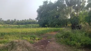 450, Sultanabad, Surat, Dumas, Gujarat 394550, India preview 3