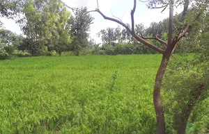 Gangapur, Uttar Pradesh 203393, India preview 2