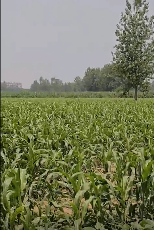Khatauli, Muzaffarnagar, Uttar Pradesh 251201, India