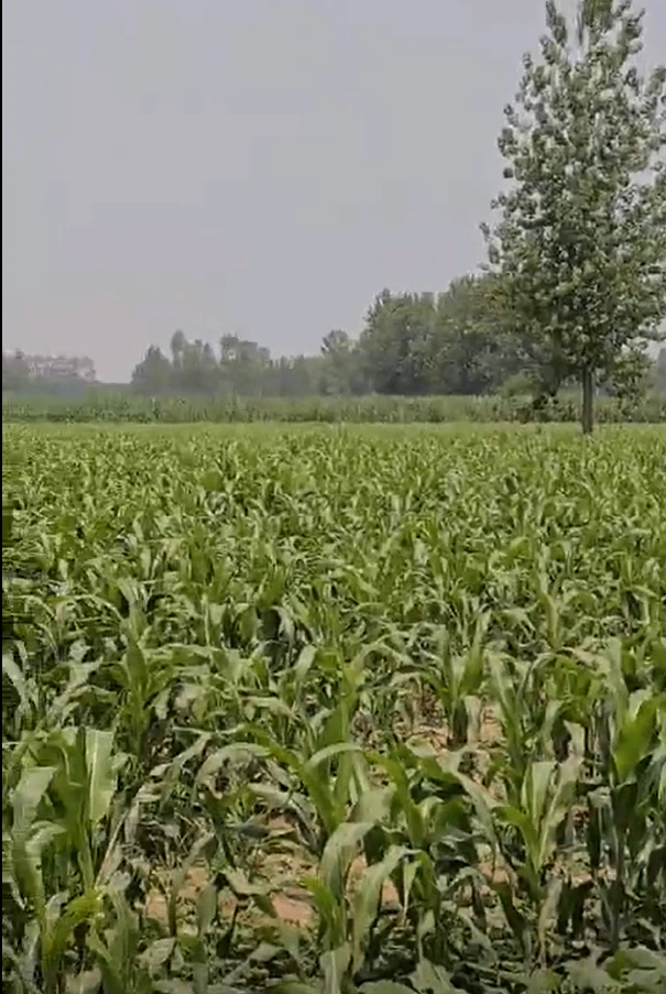 Khatauli, Muzaffarnagar, Uttar Pradesh 251201, India