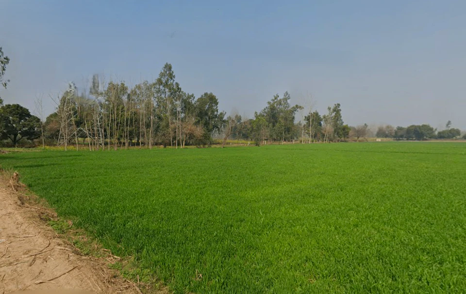 Baghonwali, Uttar Pradesh 251002, India