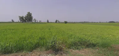 Dulheypur Aheer, Uttar Pradesh 244242, India preview 3
