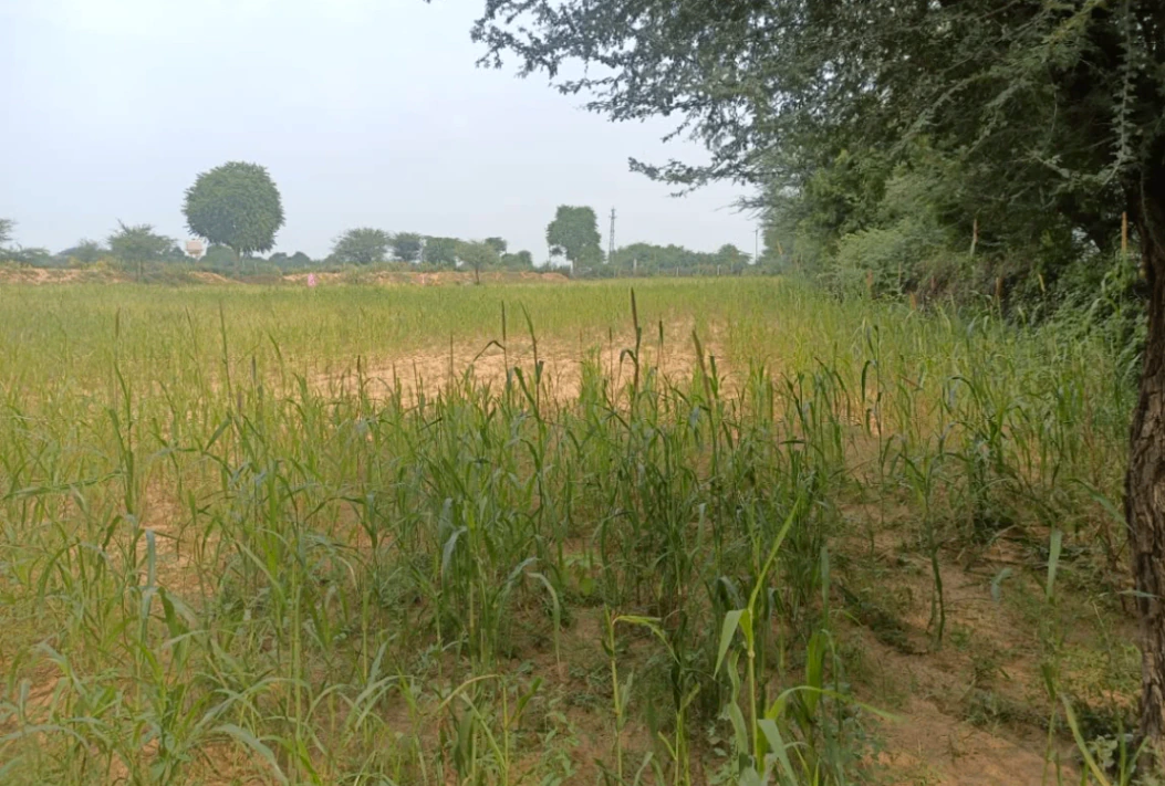 FJ97+96 Padri Kalan, Unnao, Uttar Pradesh, India - Photo 3
