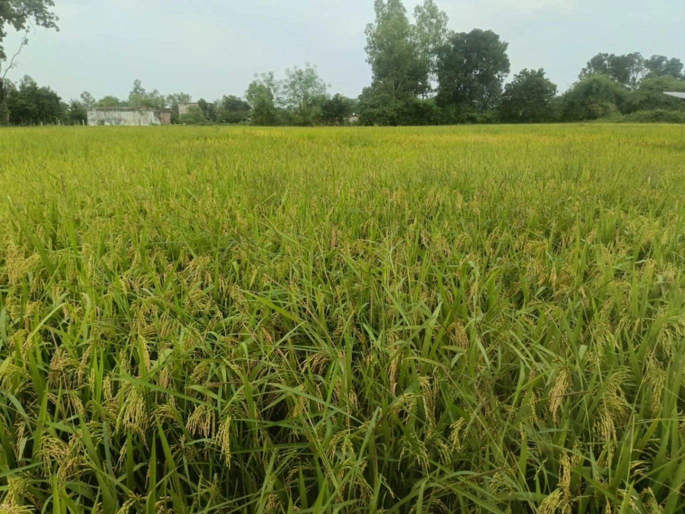 Karanpura, Umaria, Madhya Pradesh, India