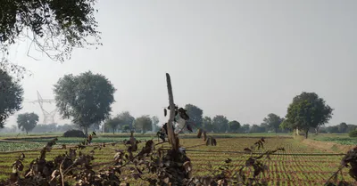 Dhapewada, Kalmeshwar, Maharashtra 441501, India preview 3