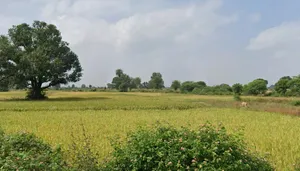 DewanGanj, Madhya Pradesh 464651, India preview 2