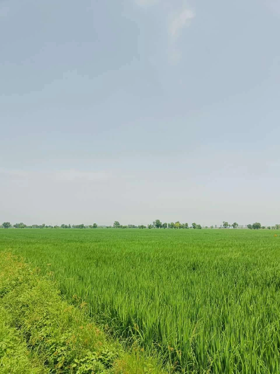 Nawali, Mathura, Uttar Pradesh, India