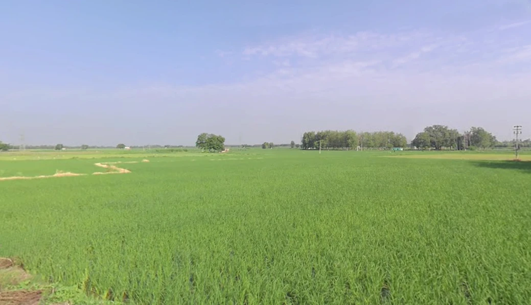 Mansa, Punjab 151505, India