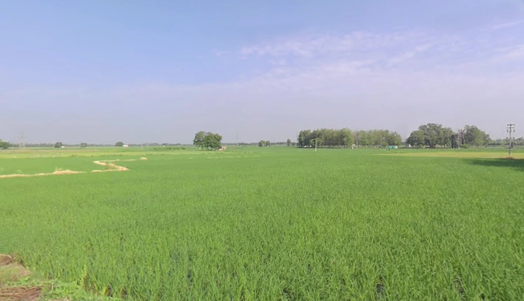 Mansa, Punjab 151505, India