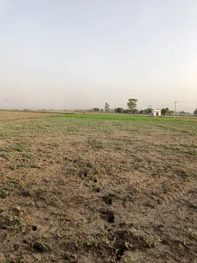 8Q52+W97, Nangal Koju, Rajasthan 303804, India preview 3