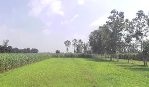 Behsuma, Uttar Pradesh 250401, India preview 2