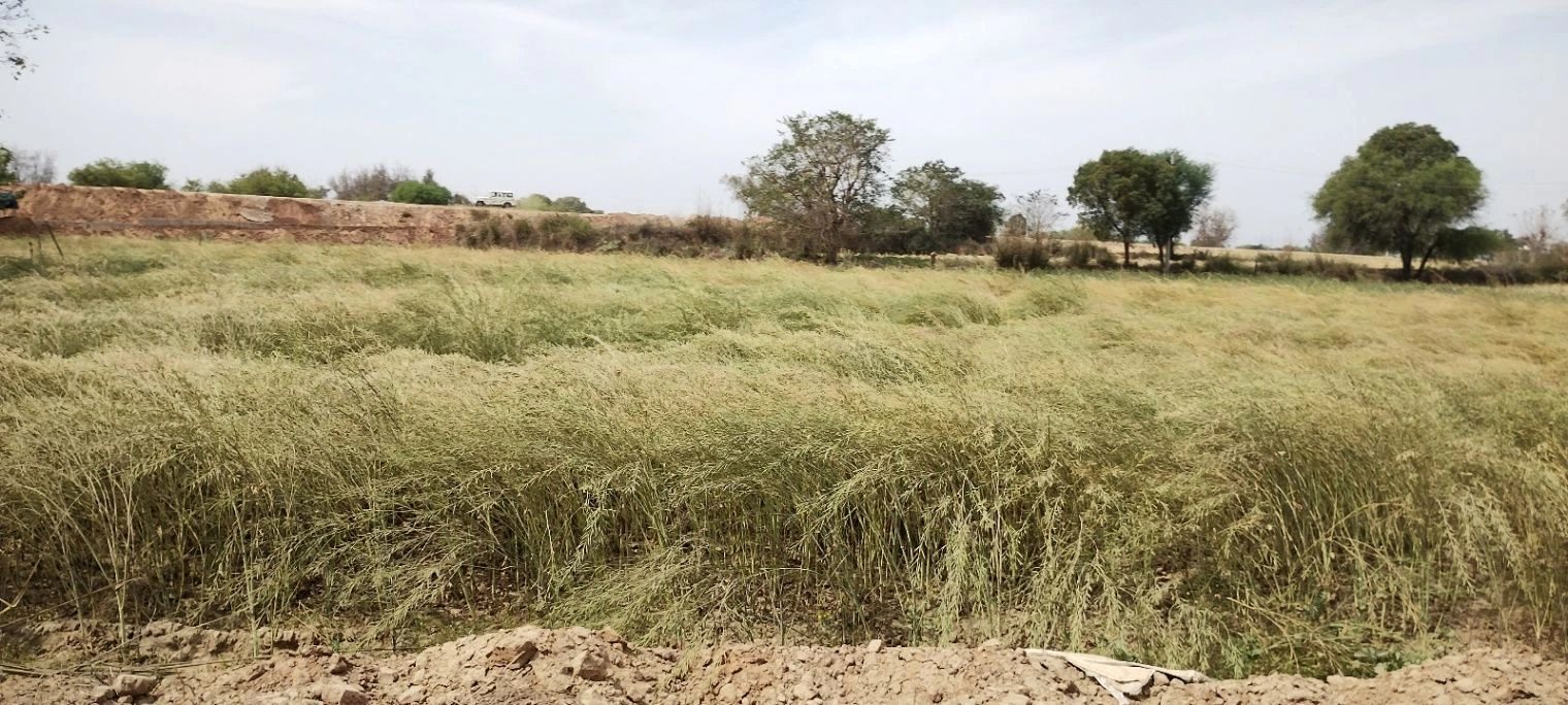 Bagar Rajput, Rajasthan, India