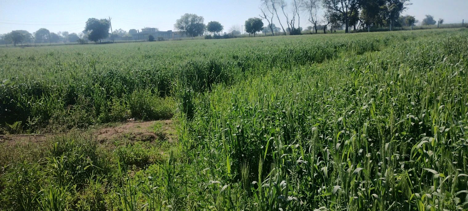 Mandawar, Rajasthan 321609, India