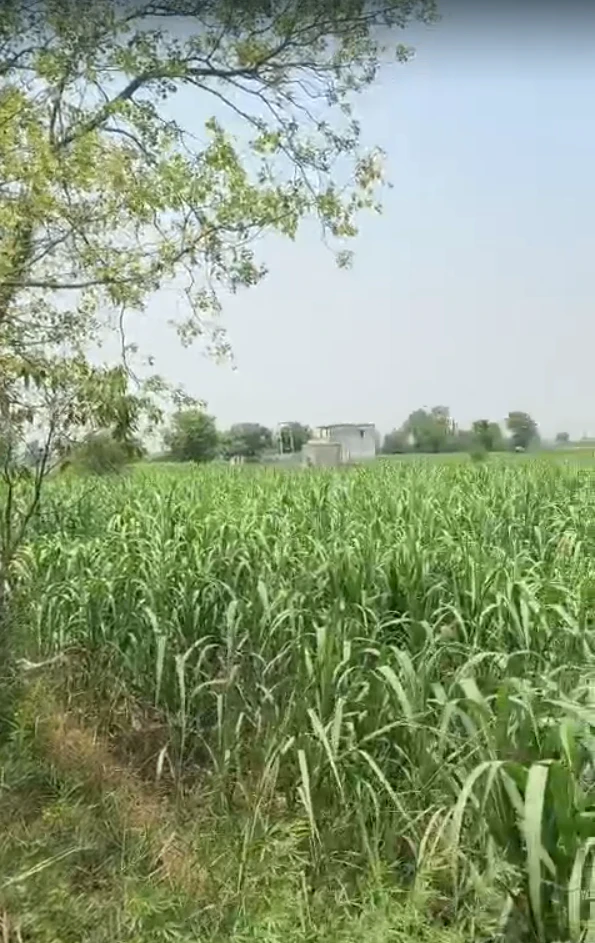 FRRX+G3Q, Bedha, Rajasthan 301021, India