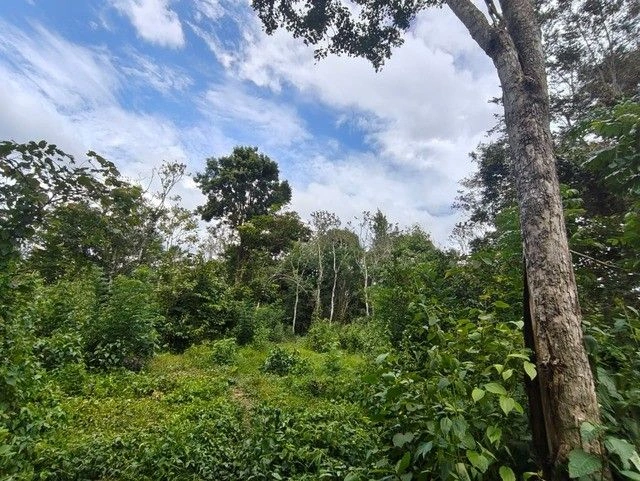 R52W+FXW, Pulpally - Seethamount - Kolavally Rd, Kappiset, Pulpally, Kerala 673579, India
