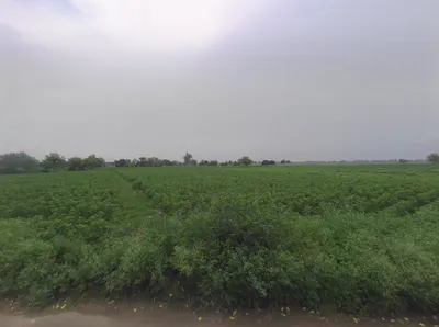 Barwas, Haryana 127201, India preview 3