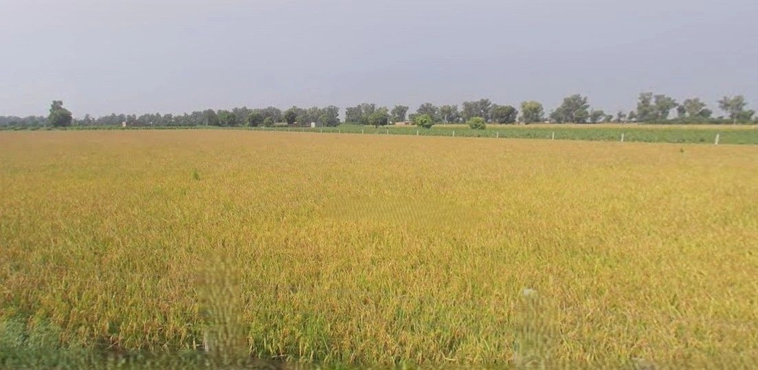 Barnagar, Madhya Pradesh 456771, India