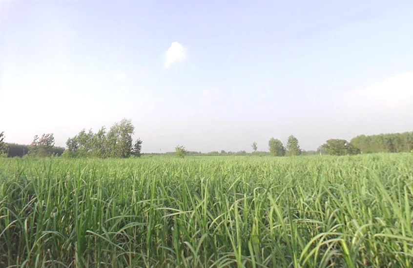 Takipur Aht., Uttar Pradesh 247662, India