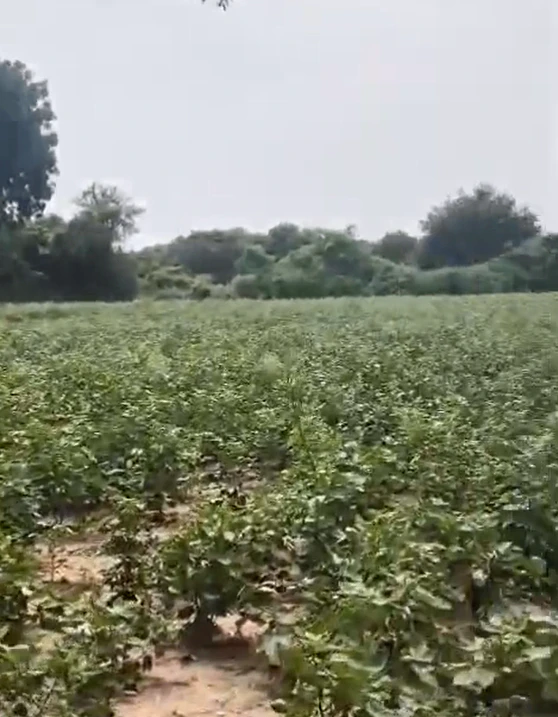 JJ3C+P6X, Nagarkurnool, Vangoor, Telangana 509349, India