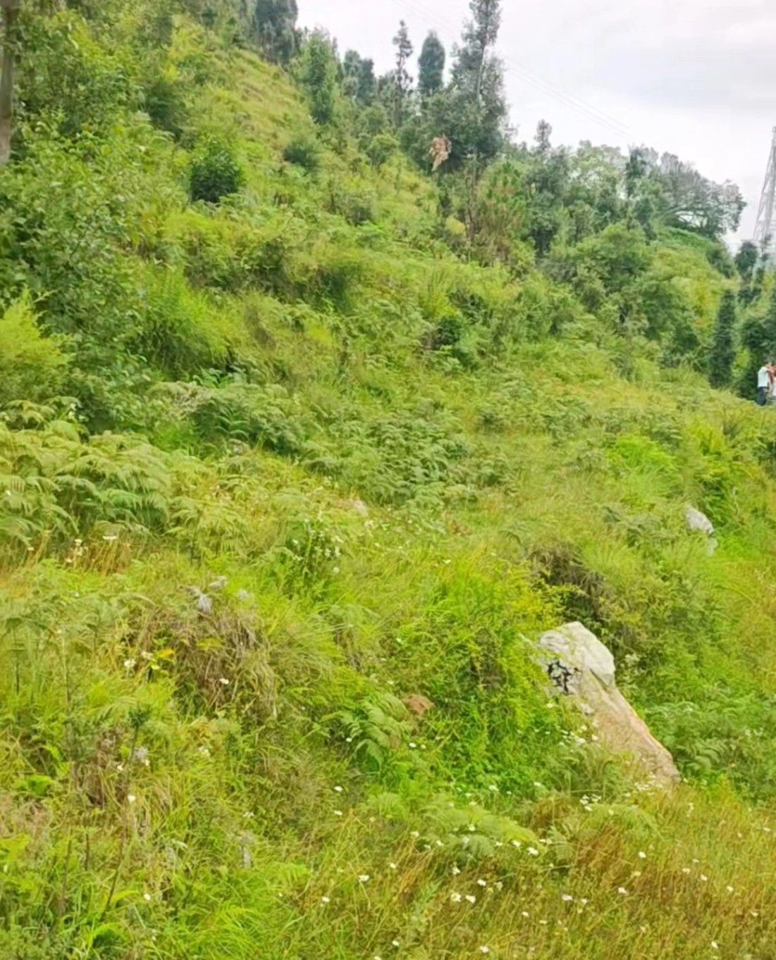 FQ65+WP North Gola Range, Uttarakhand, India