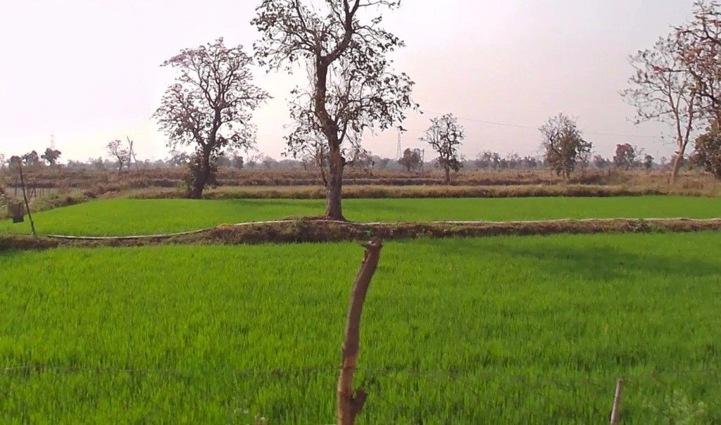 Temri, Chhattisgarh 491340, India preview 3