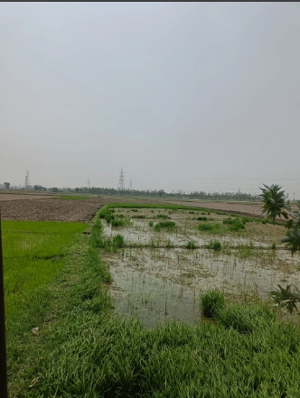 P7CG+C8Q, Hasanpur, Uttar Pradesh 244241, India