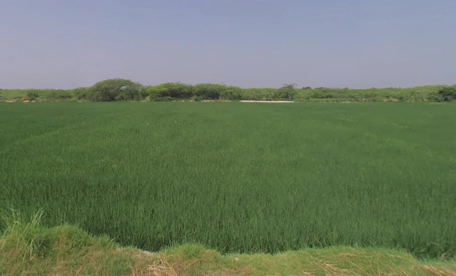 Rohina Singhapur, Uttar Pradesh 202121, India
