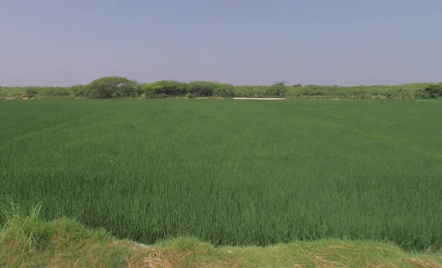 Rohina Singhapur, Uttar Pradesh 202121, India