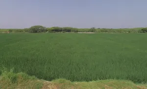 Rohina Singhapur, Uttar Pradesh 202121, India preview 3