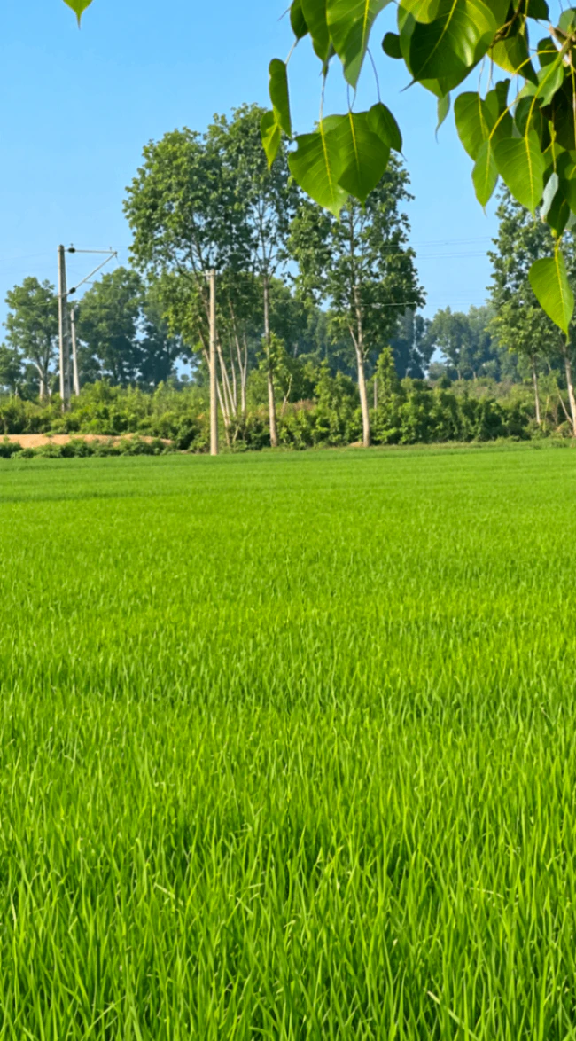 Bahmanwas, Rohtak, Haryana 124303, India