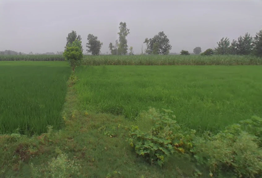 G6CC+P2H, Diodas, Paraura, Uttar Pradesh 243504, India