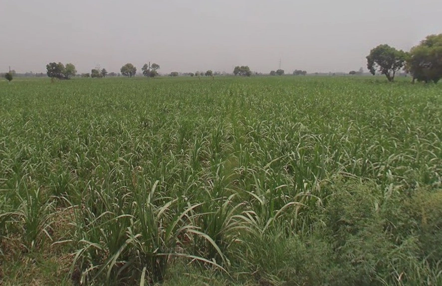 Dungar, Uttar Pradesh 250502, India