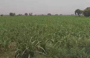 Dungar, Uttar Pradesh 250502, India preview 3