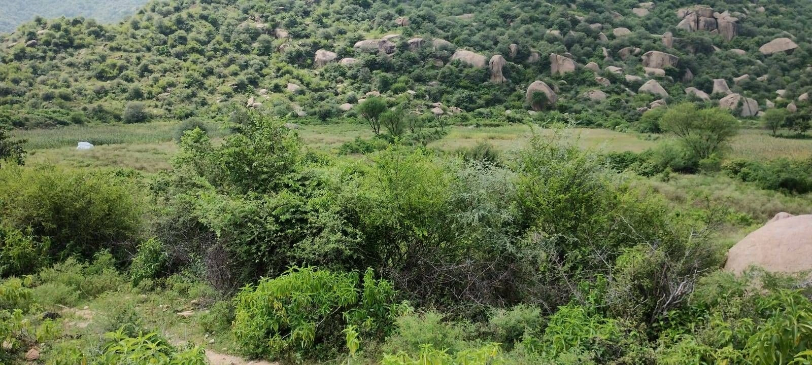 Raiseena, Haryana 122102, India