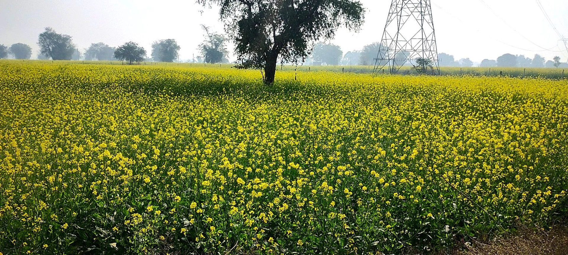 Butyana, Rajasthan 301021, India
