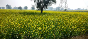 Butyana, Rajasthan 301021, India preview 2