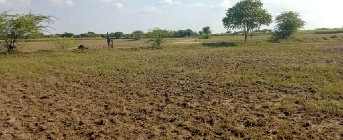 Ellenabad, Haryana 125102, India