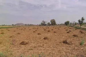 QM6M+8P Jeelota, Rajasthan, India preview 2