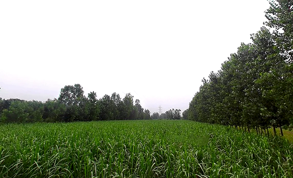 Salampur Gadda, Uttar Pradesh 247001, India