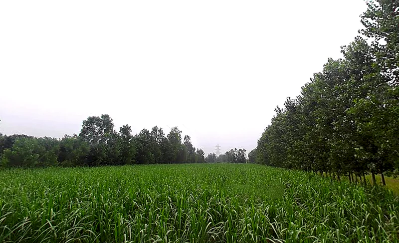 Salampur Gadda, Uttar Pradesh 247001, India preview 2