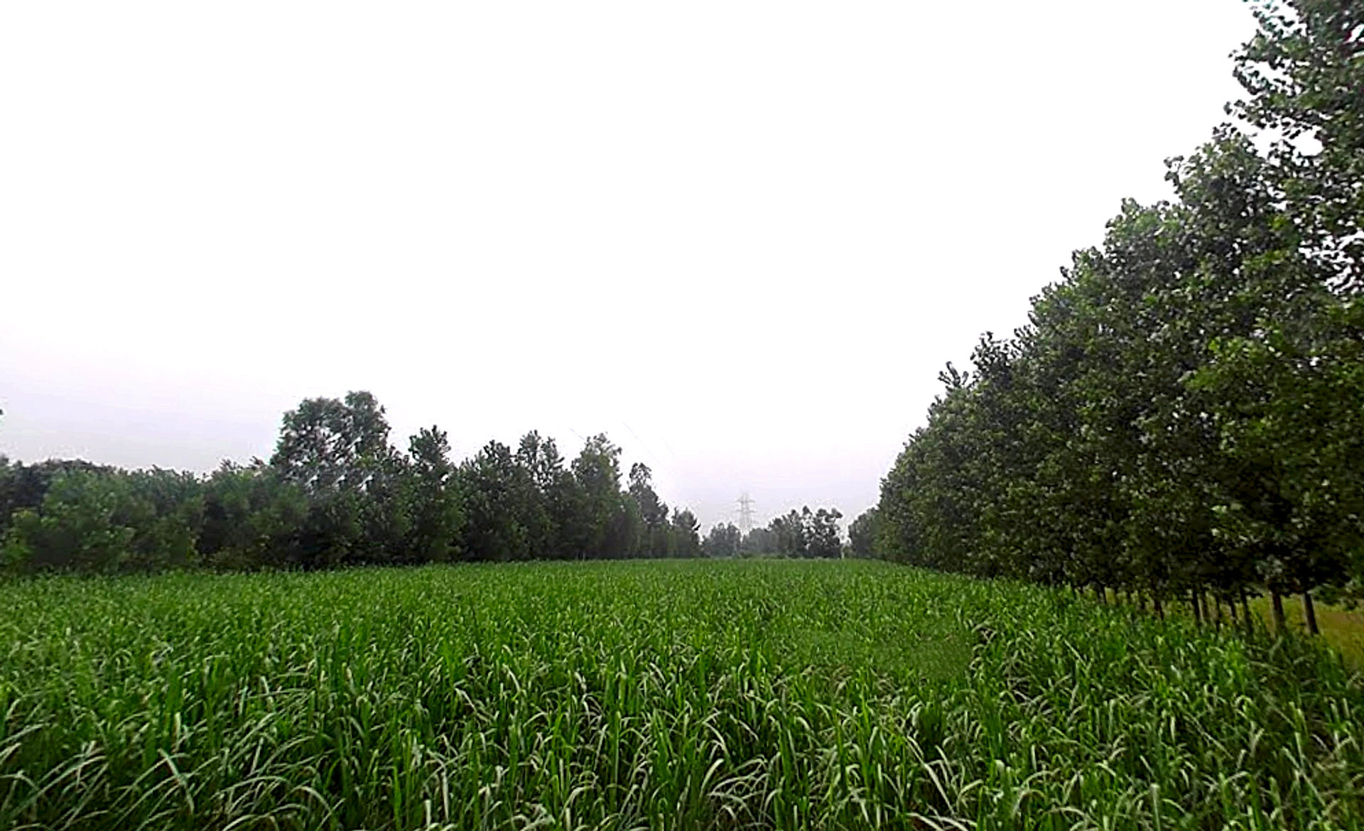 Salampur Gadda, Uttar Pradesh 247001, India